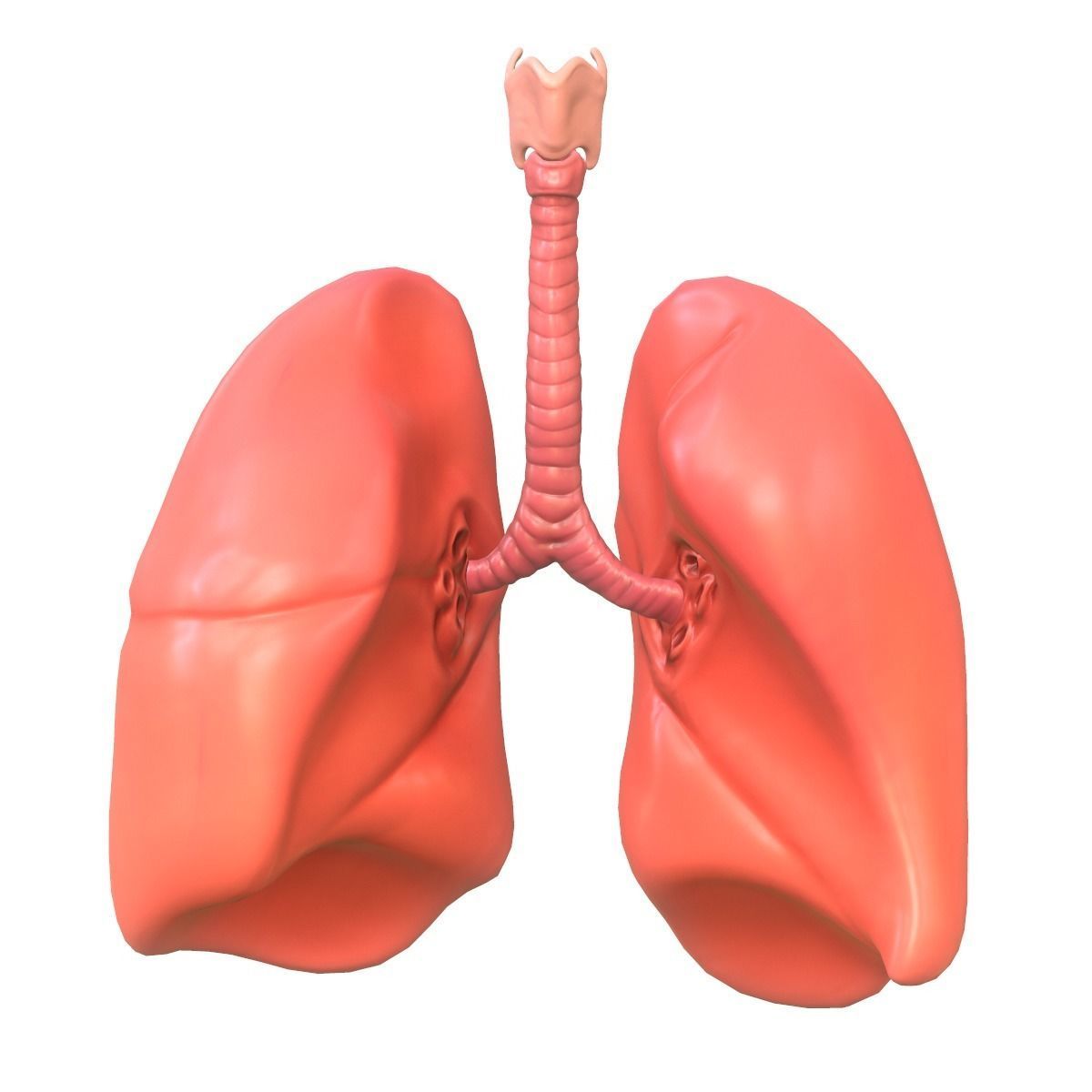 Lungs Human Smoker vs Non Smoker Low-poly 3D model_2