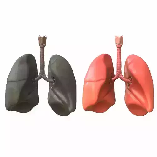 Lungs Human Smoker vs Non Smoker Low-poly 3D model