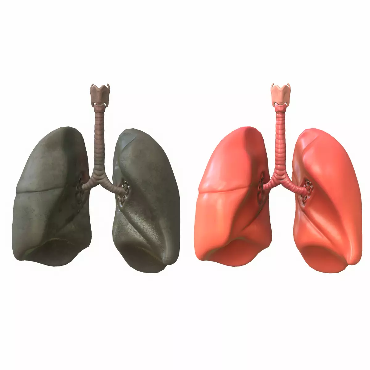 Lungs Human Smoker vs Non Smoker Low-poly 3D model_0