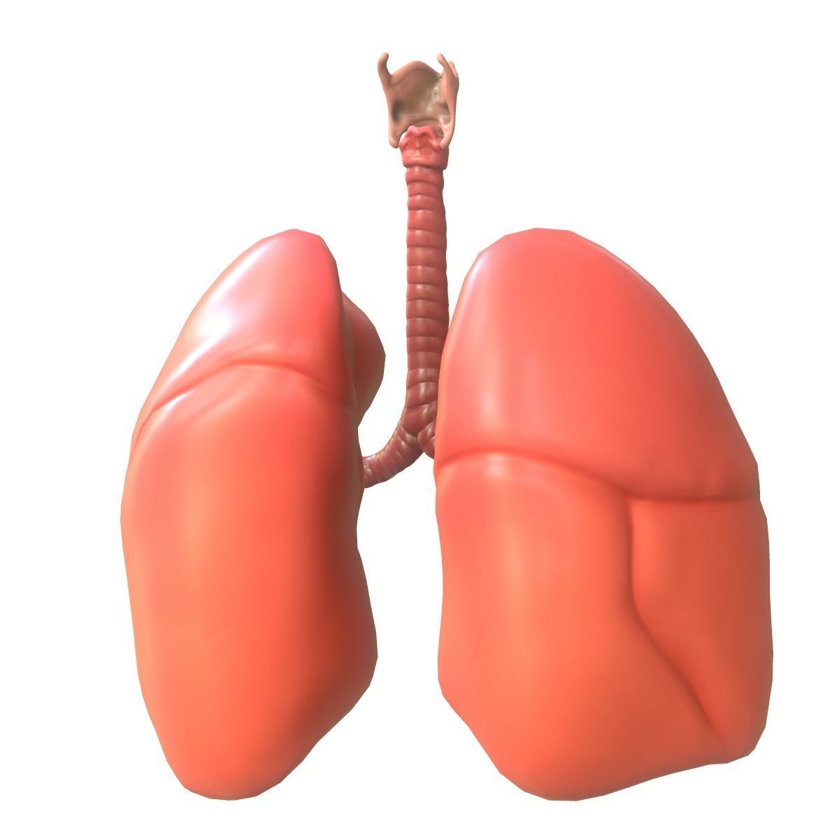 Lungs Human Smoker vs Non Smoker Low-poly 3D model_6