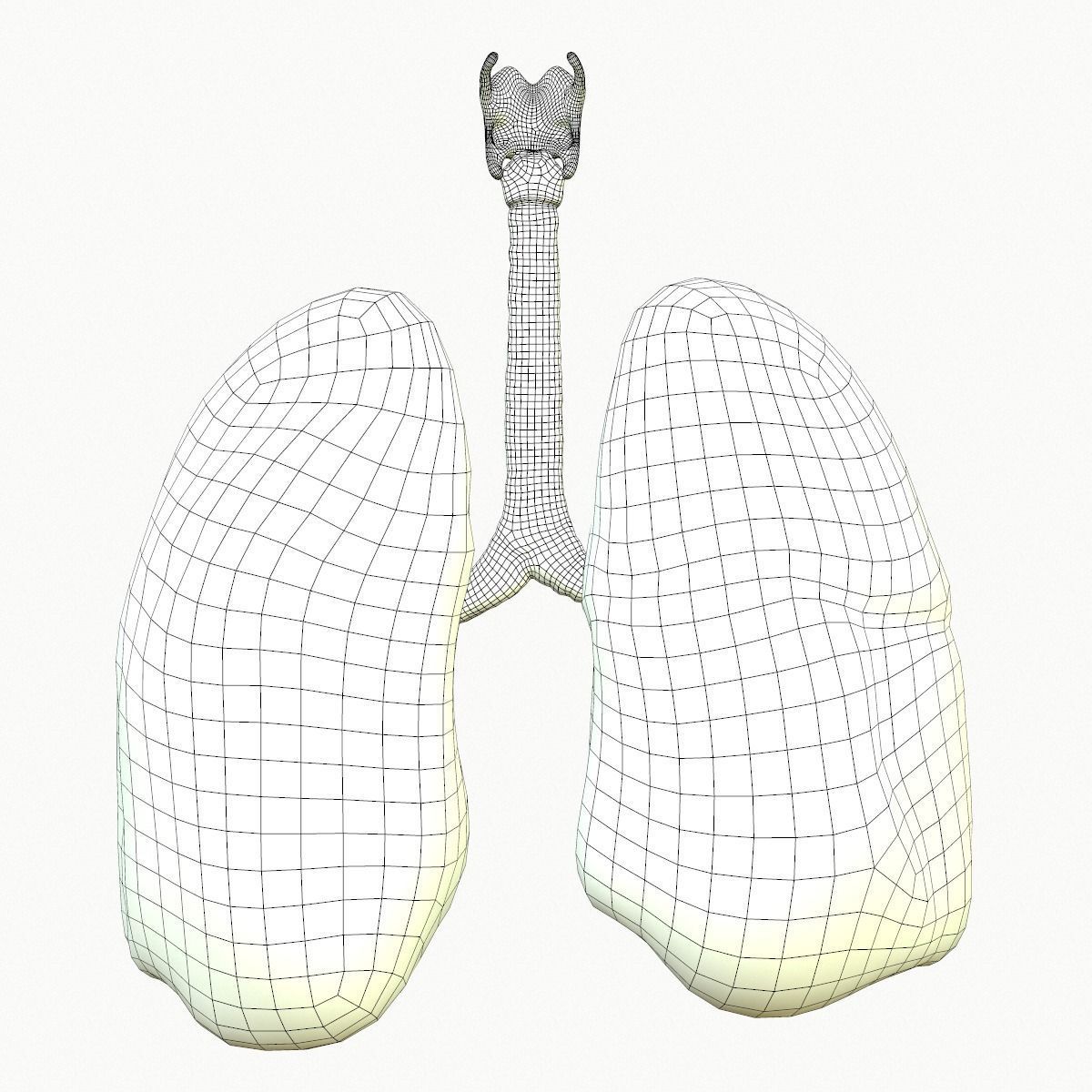 Lungs Human Smoker vs Non Smoker Low-poly 3D model_17