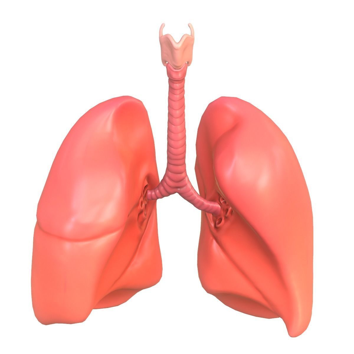 Lungs Human Smoker vs Non Smoker Low-poly 3D model_5