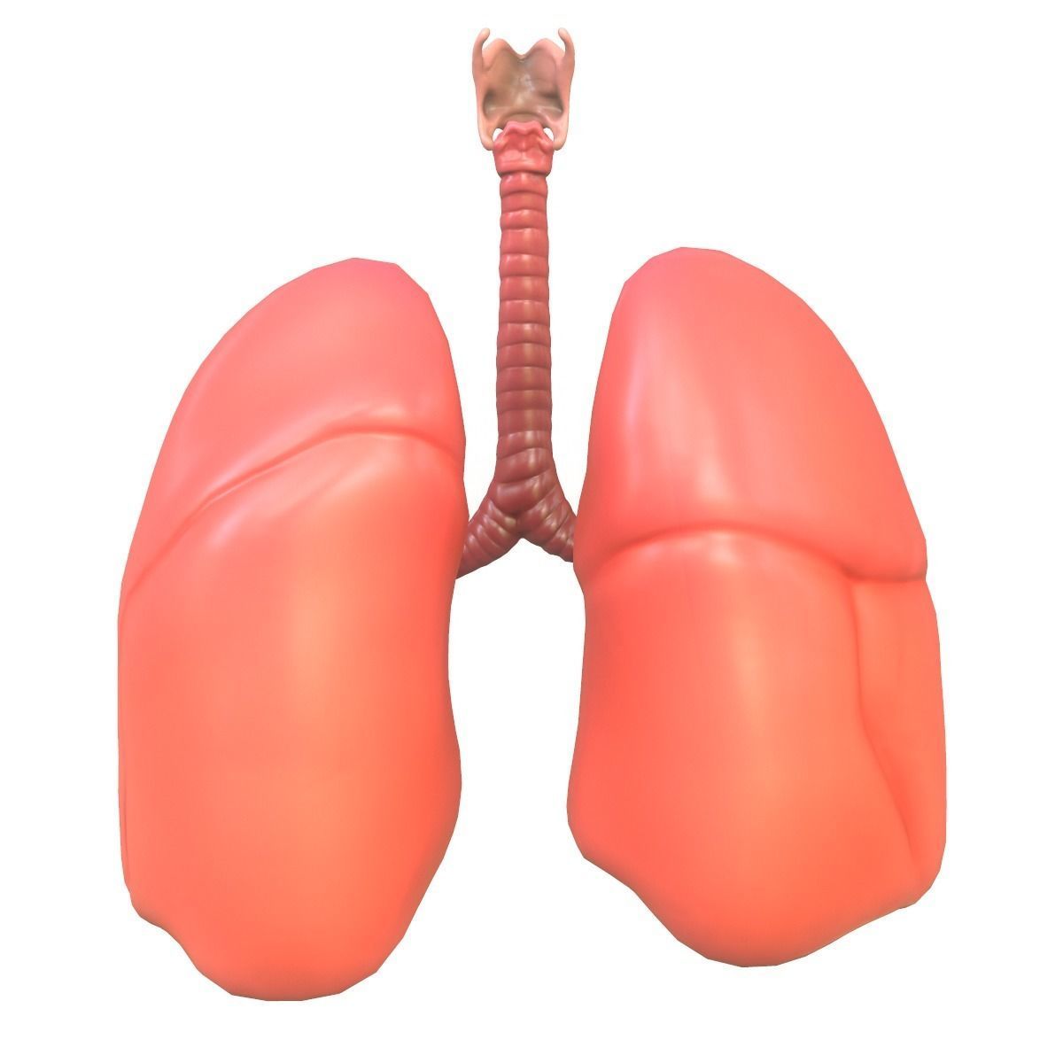 Lungs Human Smoker vs Non Smoker Low-poly 3D model_3