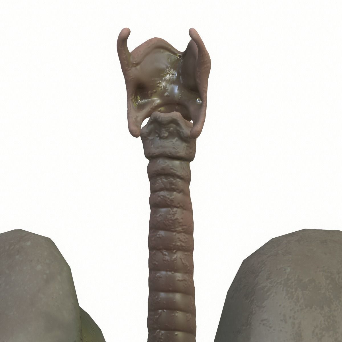 Lungs Human Smoker vs Non Smoker Low-poly 3D model_9