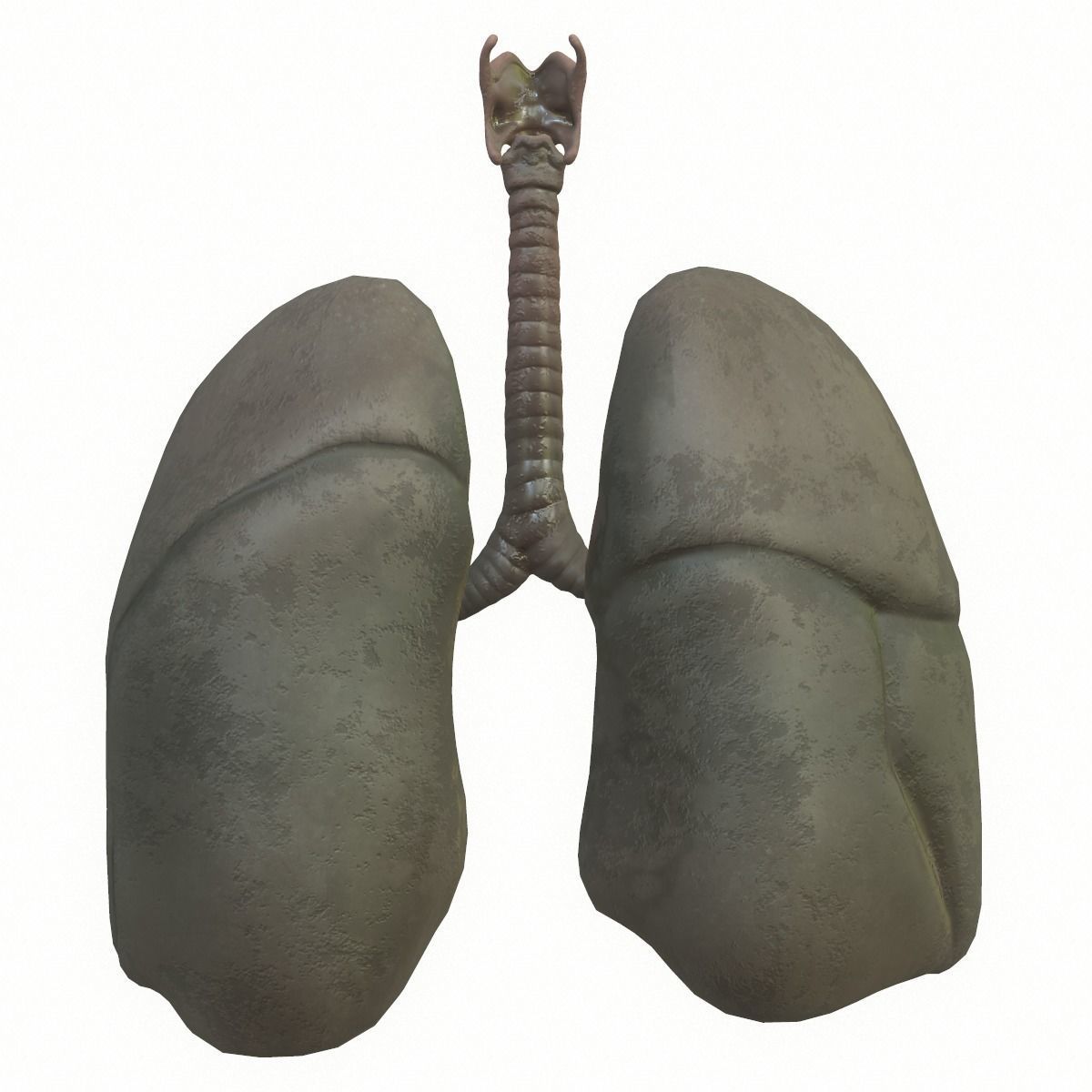 Lungs Human Smoker vs Non Smoker Low-poly 3D model_12