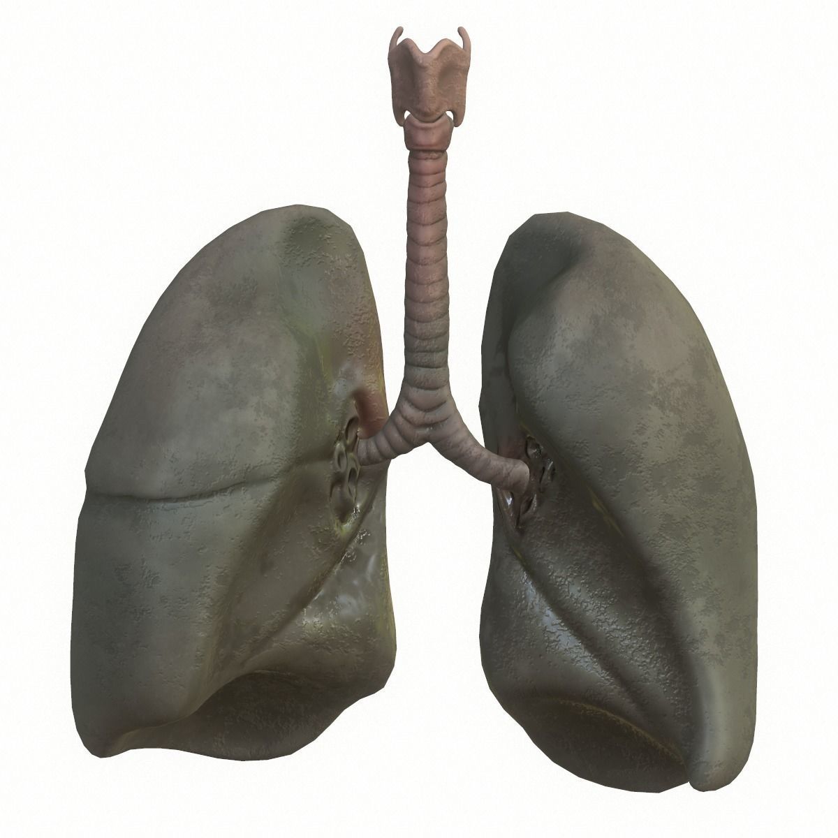 Lungs Human Smoker vs Non Smoker Low-poly 3D model_10