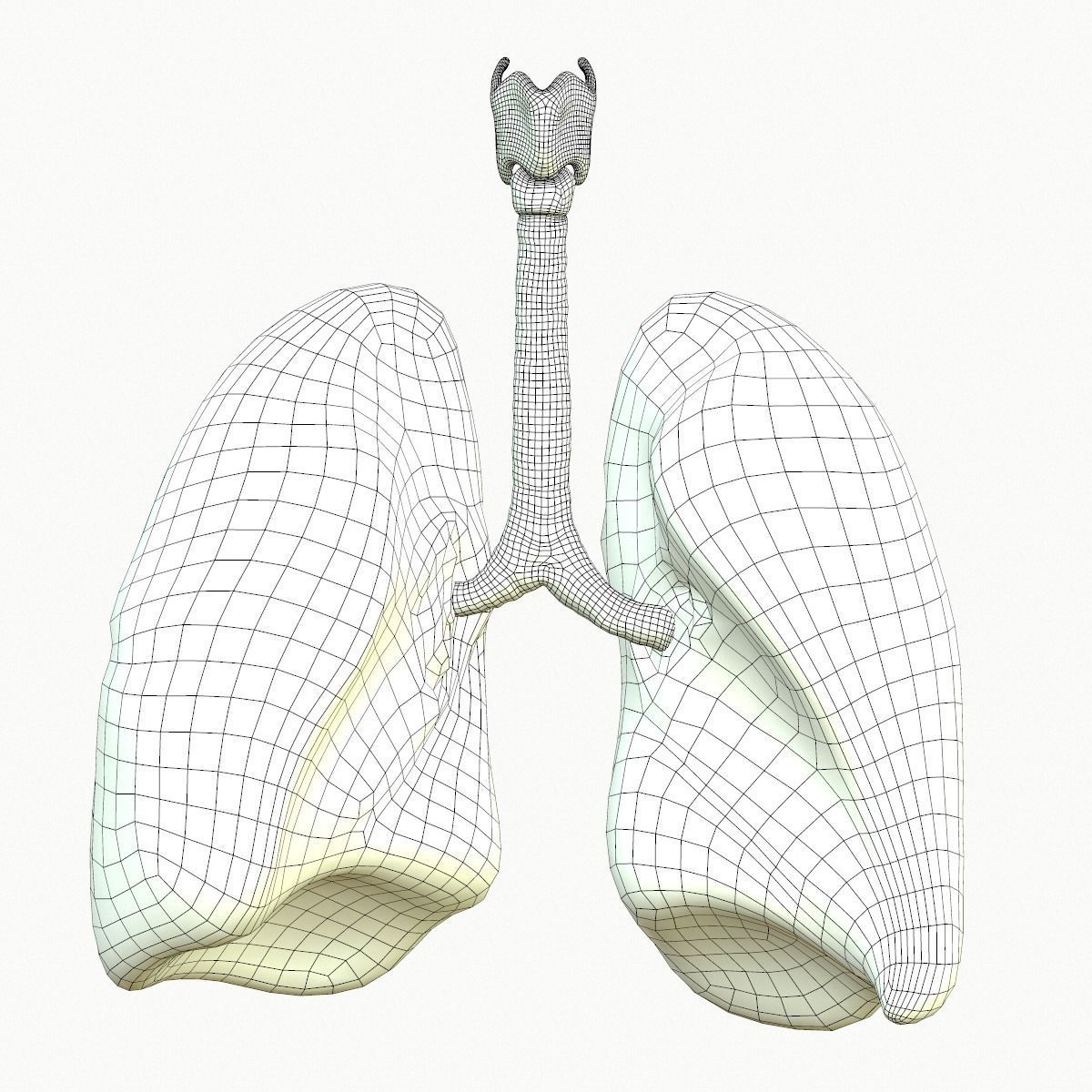 Lungs Human Smoker vs Non Smoker Low-poly 3D model_16