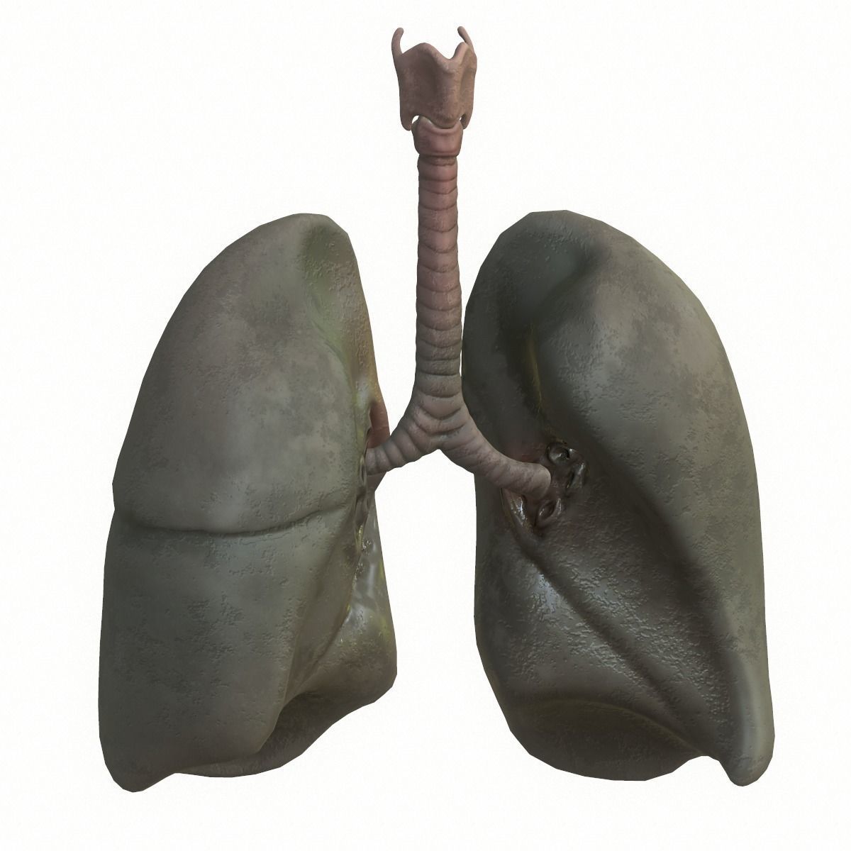 Lungs Human Smoker vs Non Smoker Low-poly 3D model_11