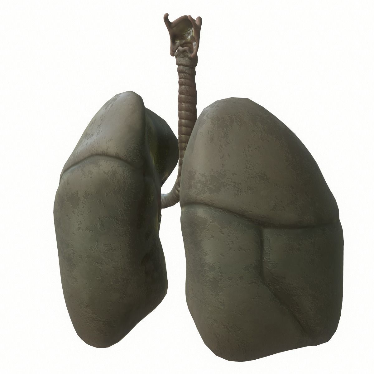 Lungs Human Smoker vs Non Smoker Low-poly 3D model_13