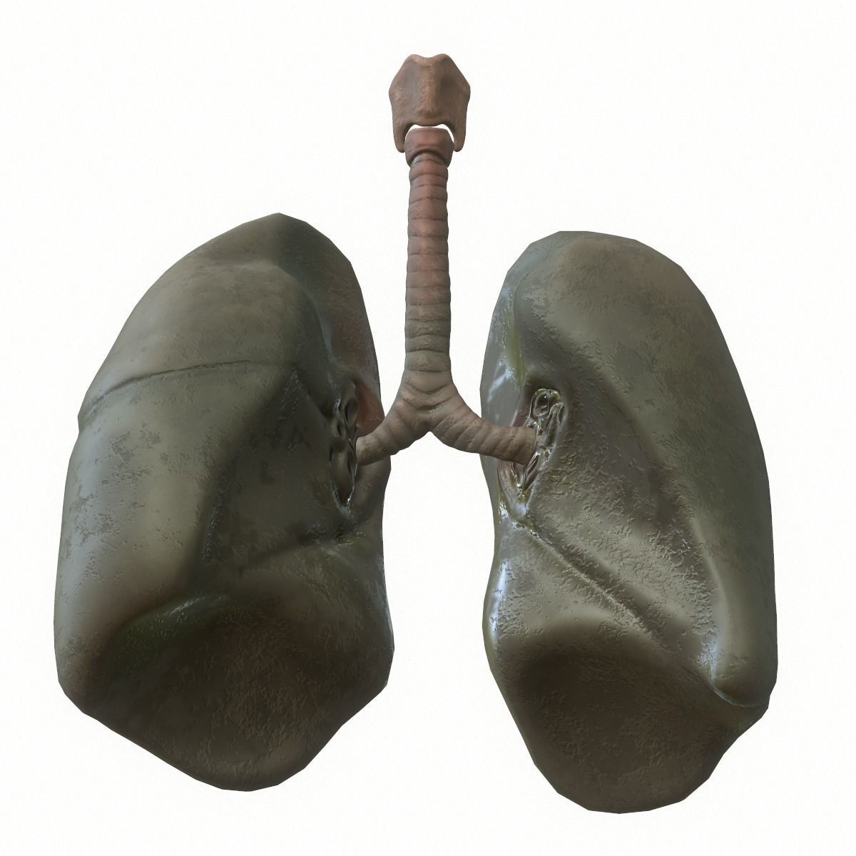 Lungs Human Smoker vs Non Smoker Low-poly 3D model_15
