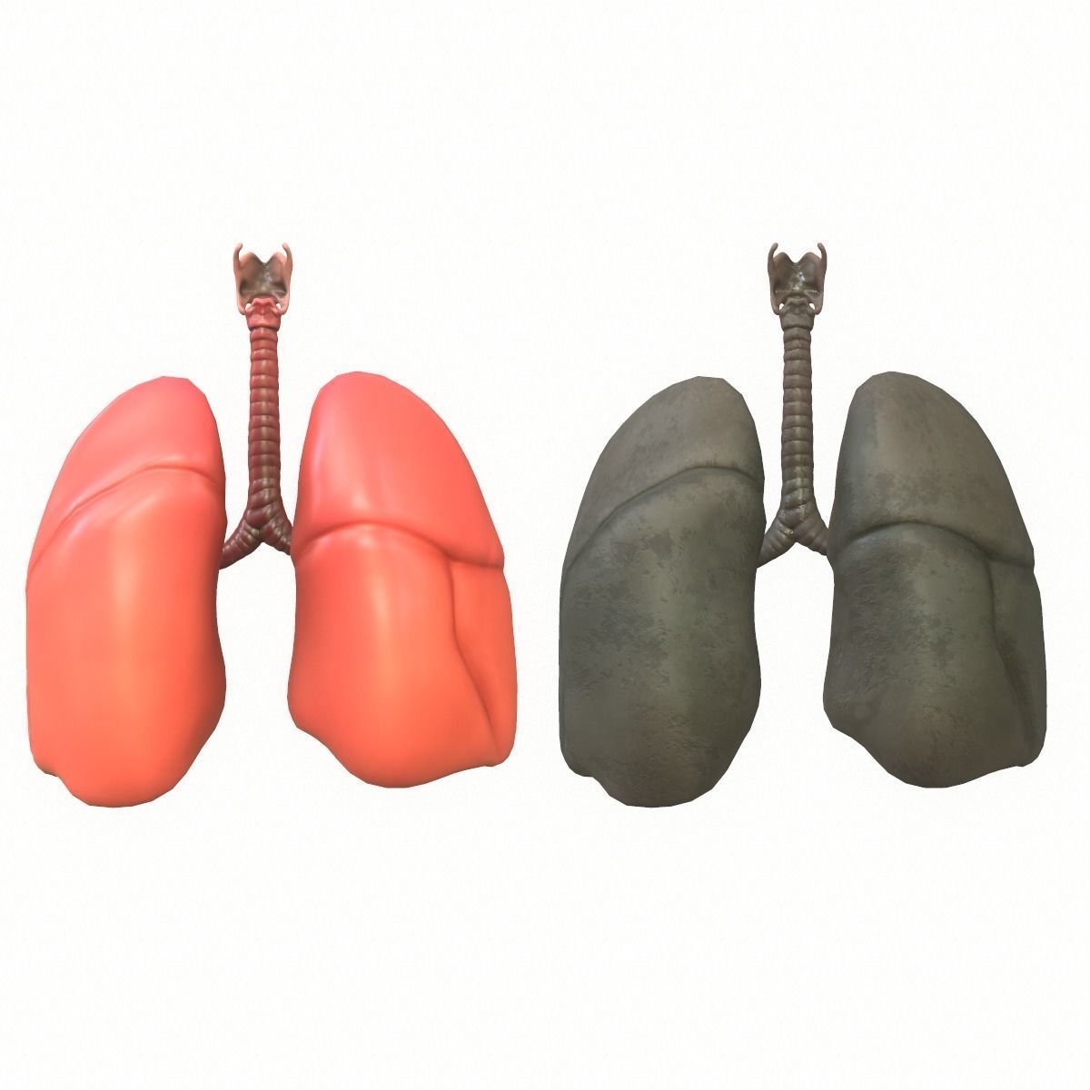 Lungs Human Smoker vs Non Smoker Low-poly 3D model_1