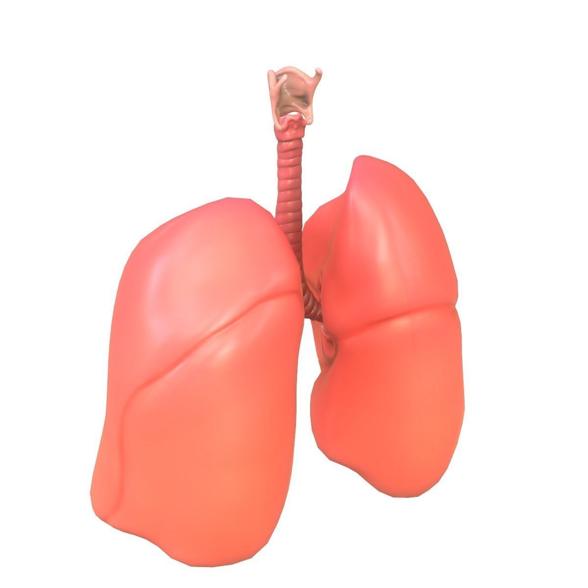 Lungs Human Smoker vs Non Smoker Low-poly 3D model_7