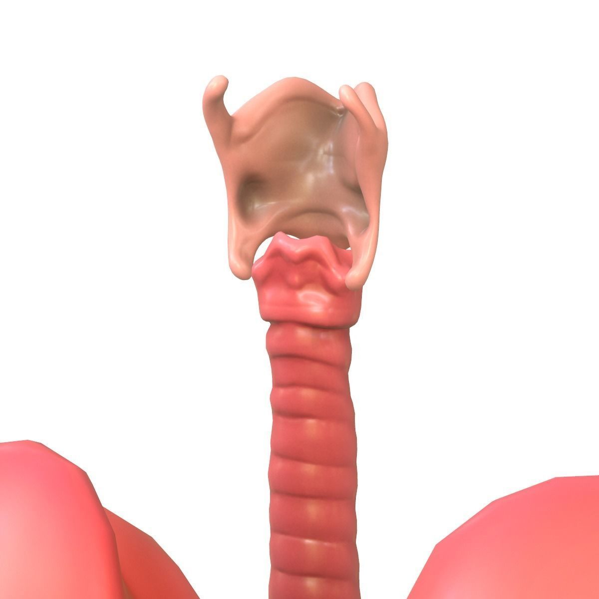 Lungs Human Smoker vs Non Smoker Low-poly 3D model_8