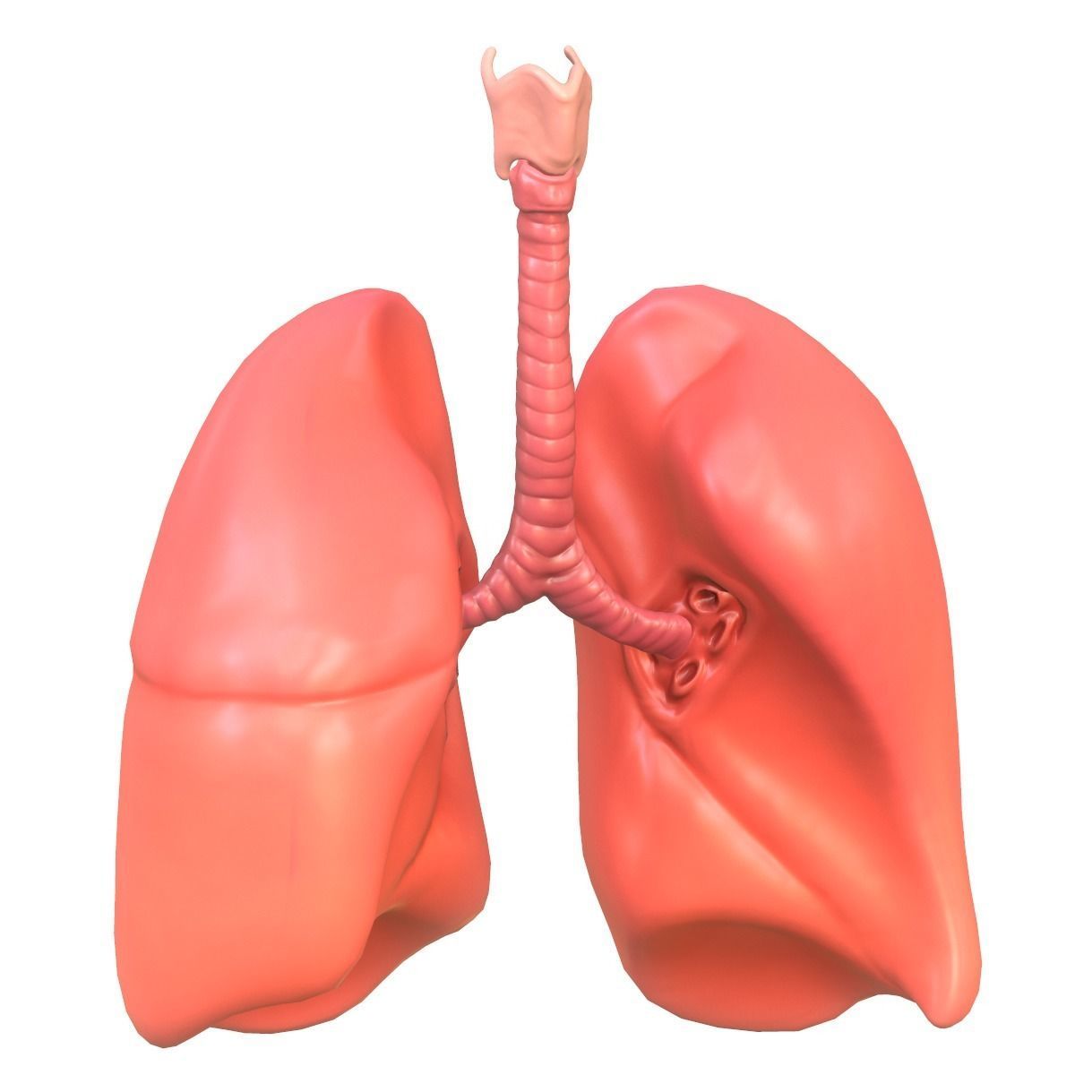 Lungs Human Smoker vs Non Smoker Low-poly 3D model_4