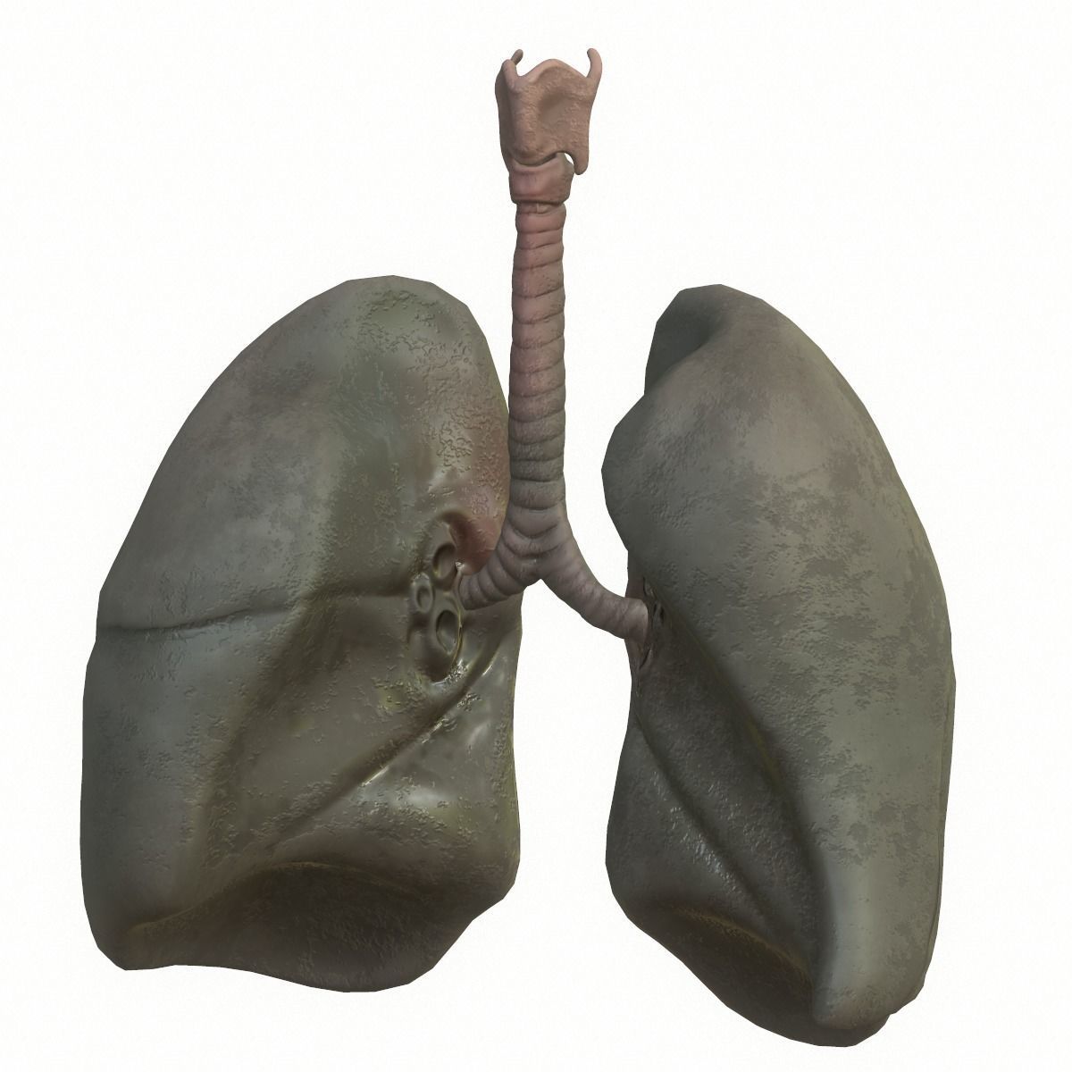 Lungs Human Smoker vs Non Smoker Low-poly 3D model_14