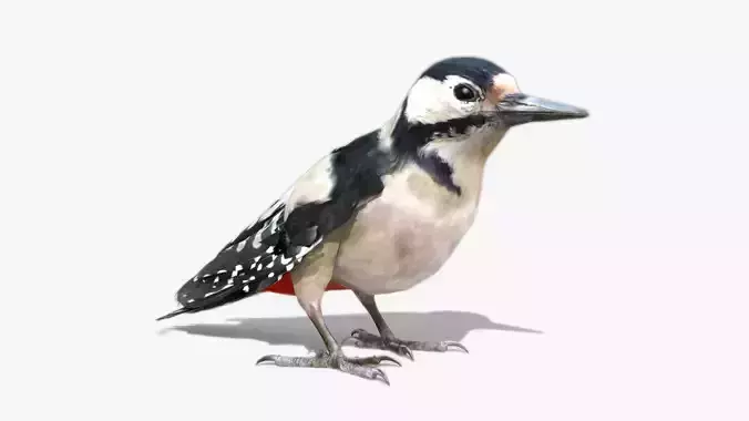 Woodpecker in flight Low-poly 3D model