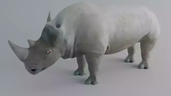 Rhino rhinoceros