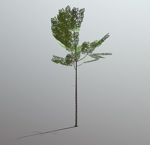 Superfuntimes Birch Tree Low-poly 3D model