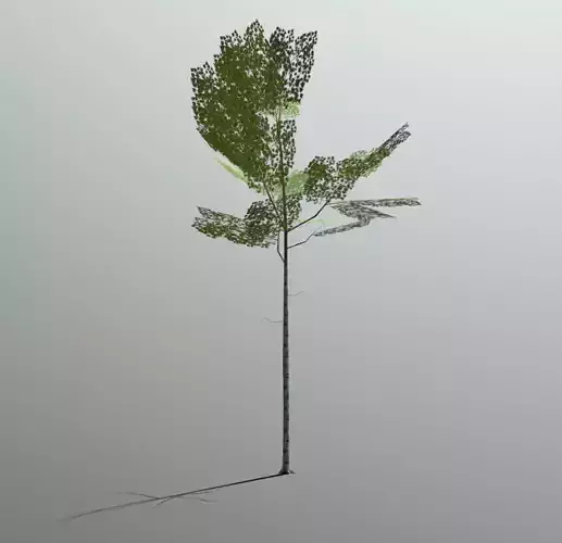 Superfuntimes Birch Tree Low-poly 3D model