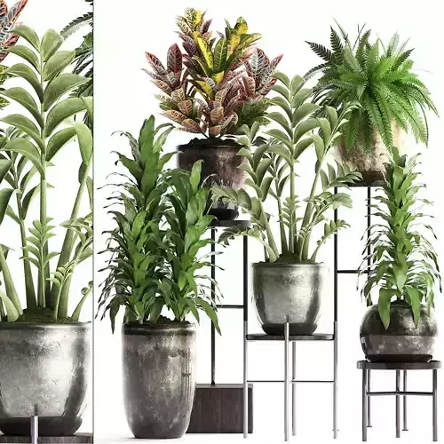Collection Exotic plants 362 3D model