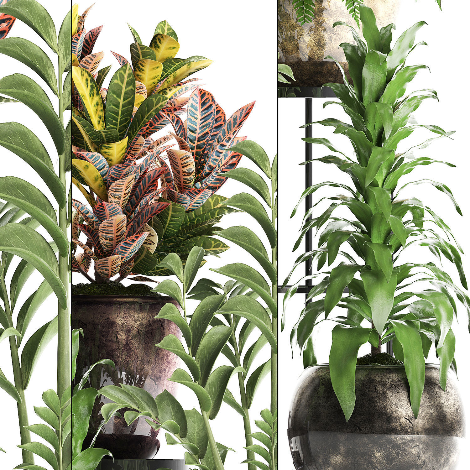 Collection Exotic plants 362 3D model_8