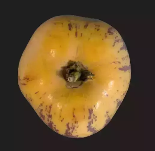 PapinoMelon persimmon Low-poly 3D model