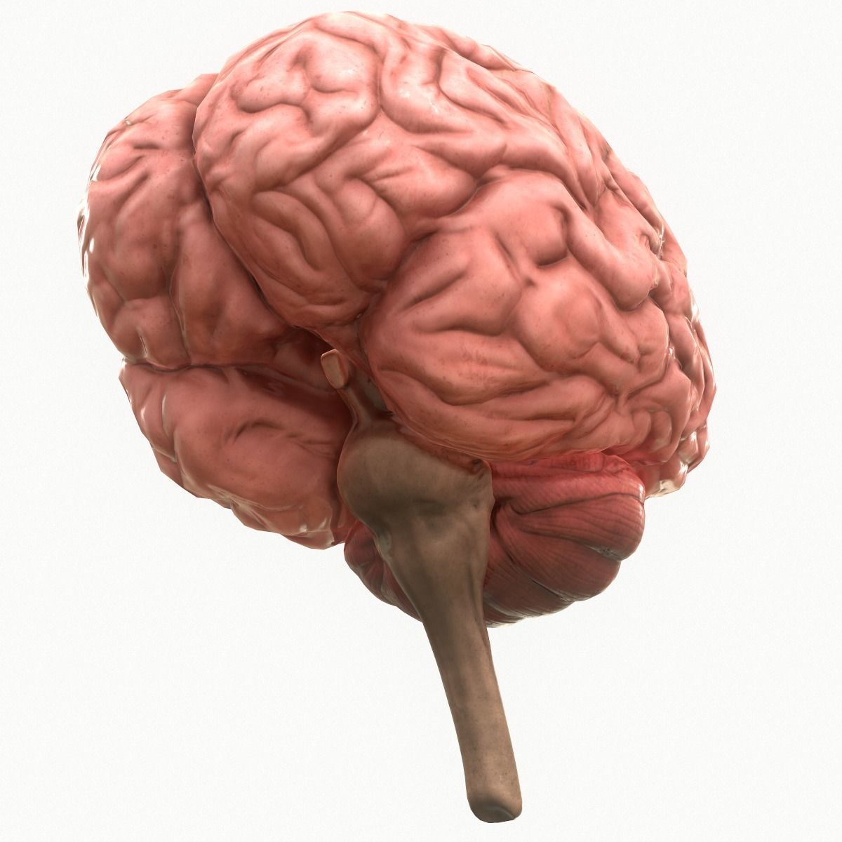 Human Brain Low-poly 3D model_3