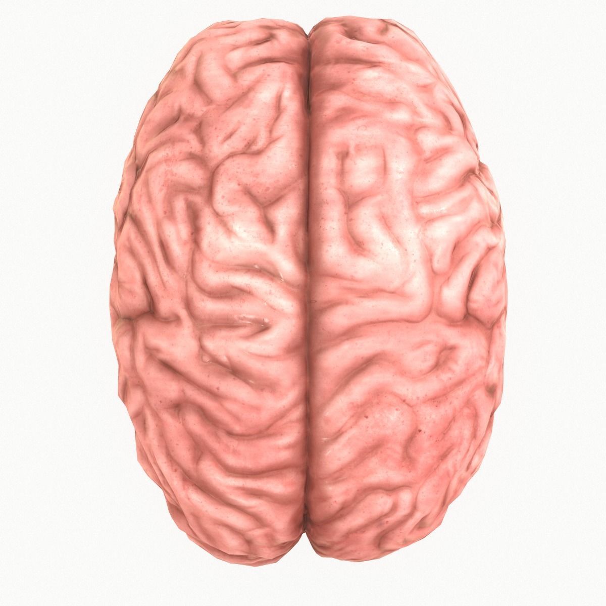 Human Brain Low-poly 3D model_2
