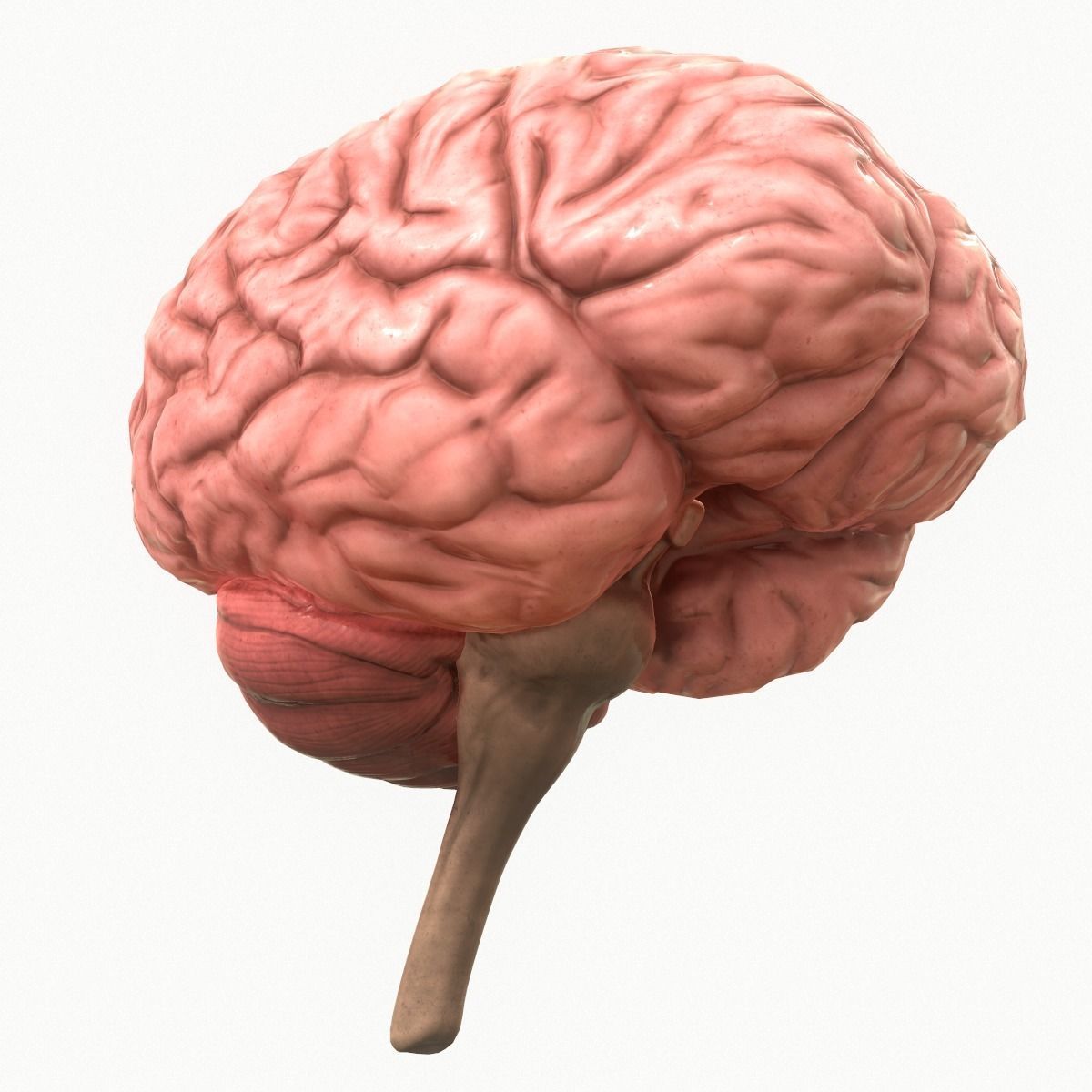 Human Brain Low-poly 3D model_4