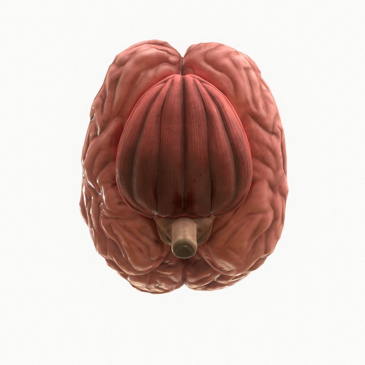 Human Brain Low-poly 3D model_6