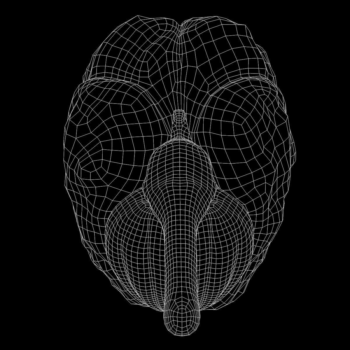 Human Brain Low-poly 3D model_9