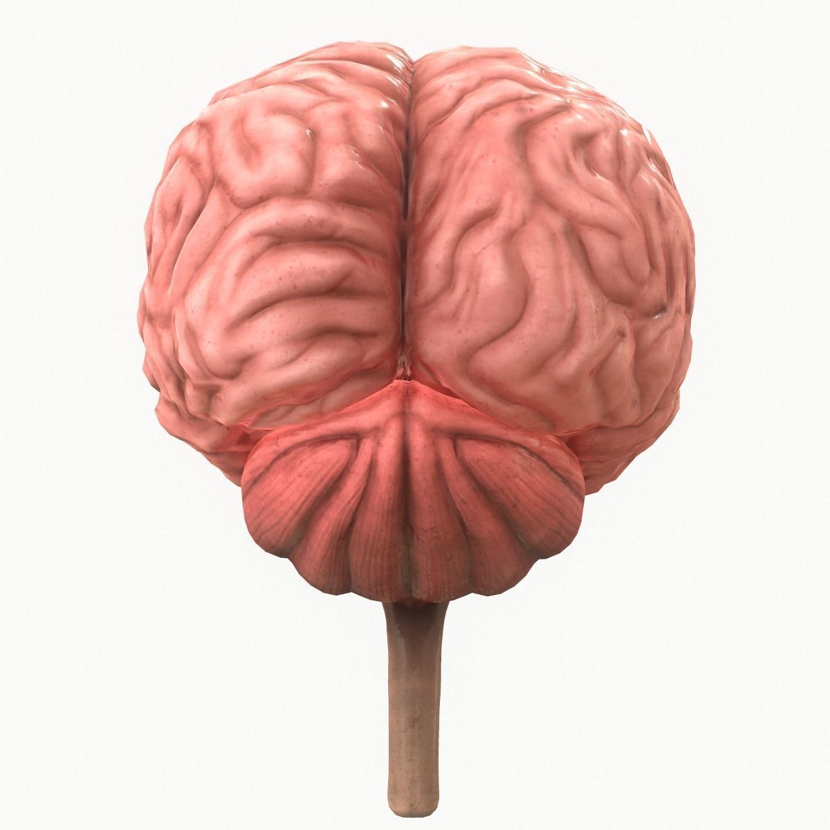 Human Brain Low-poly 3D model_5