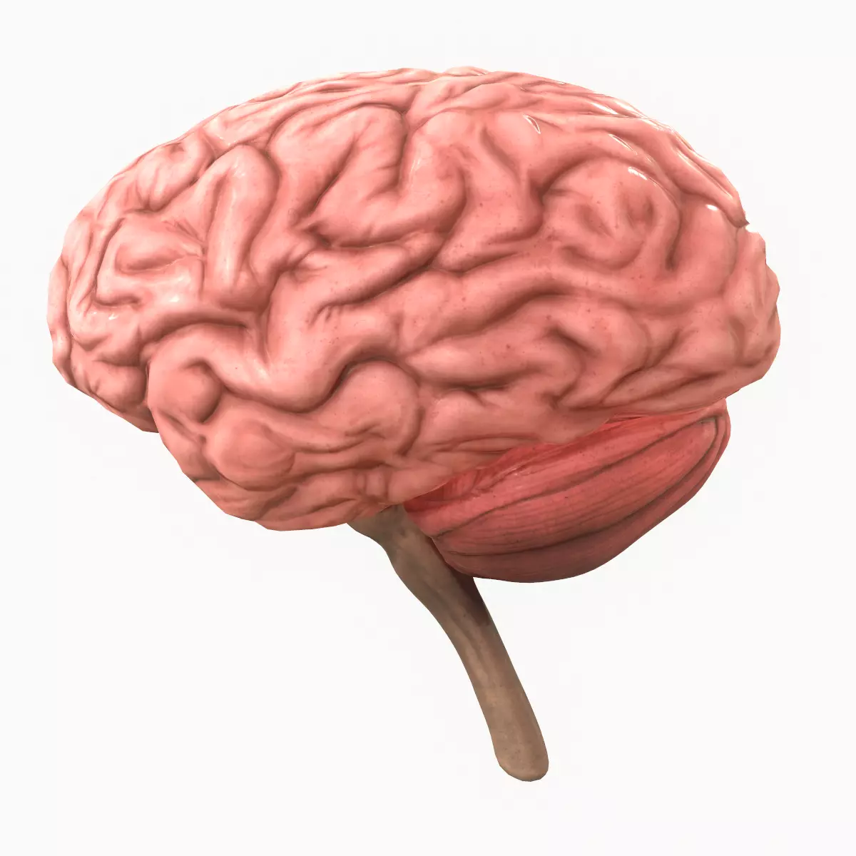 Human Brain Low-poly 3D model_0
