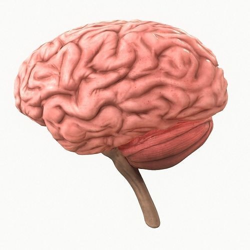 Human Brain Low-poly 3D model