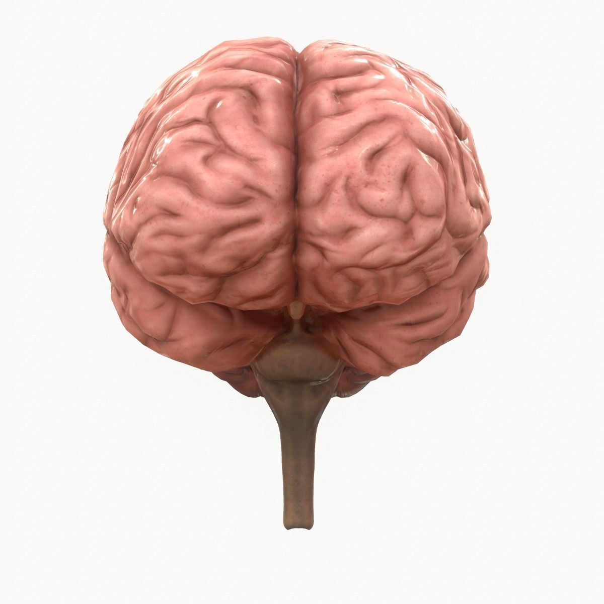 Human Brain Low-poly 3D model_1