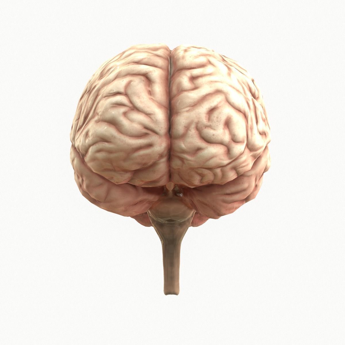Human Brain Low-poly 3D model_3