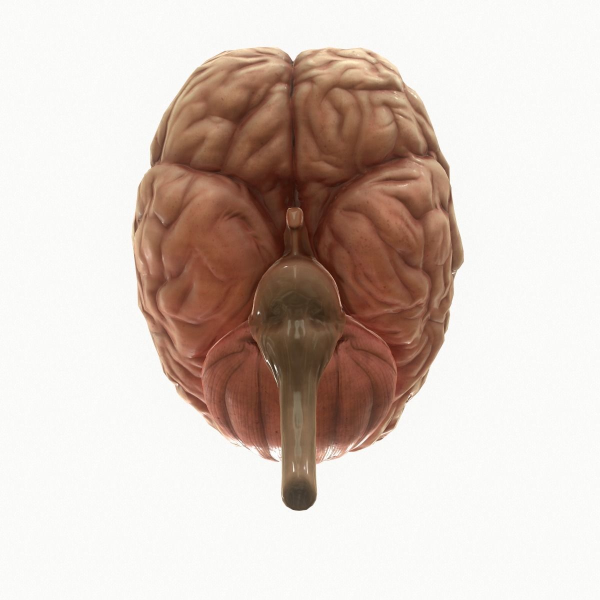 Human Brain Low-poly 3D model_5
