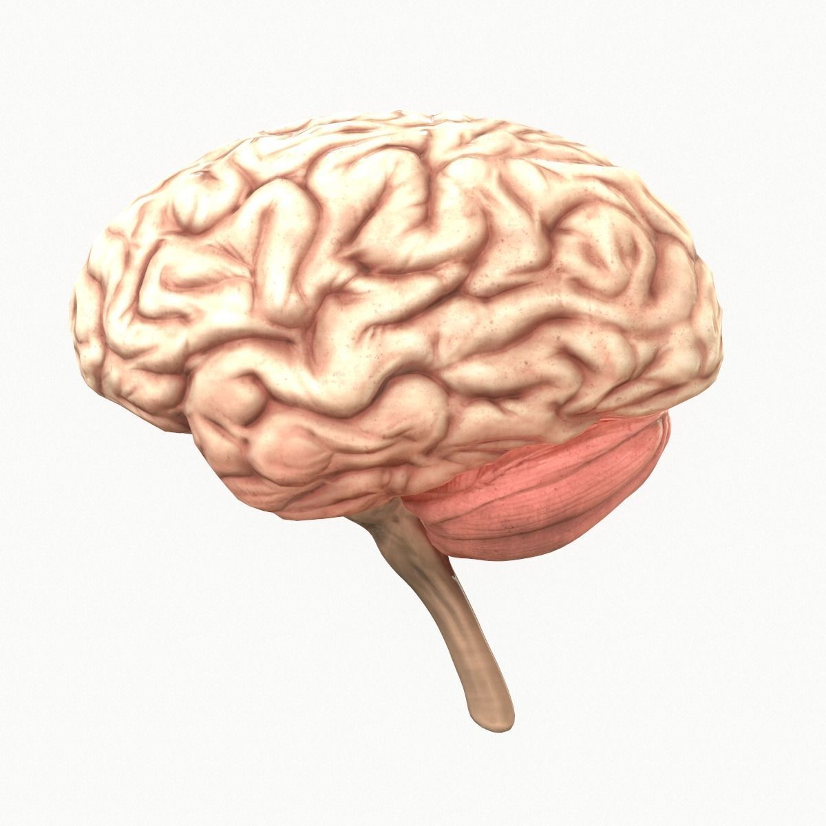 Human Brain Low-poly 3D model_2
