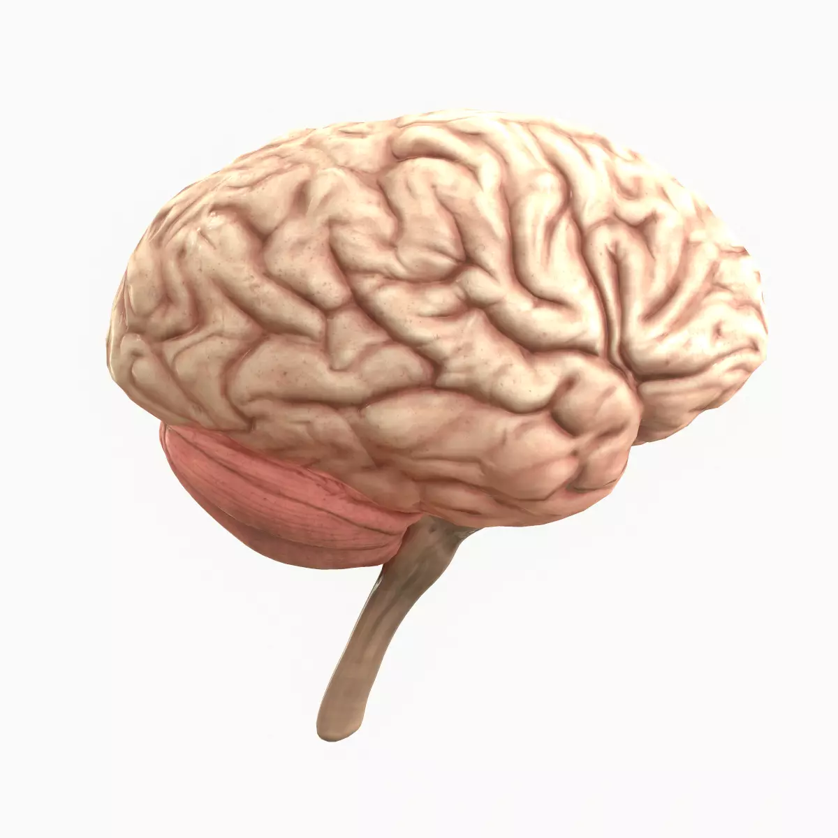 Human Brain Low-poly 3D model_0