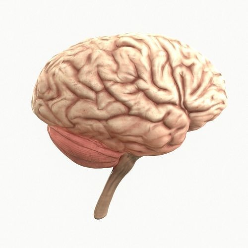 Human Brain Low-poly 3D model