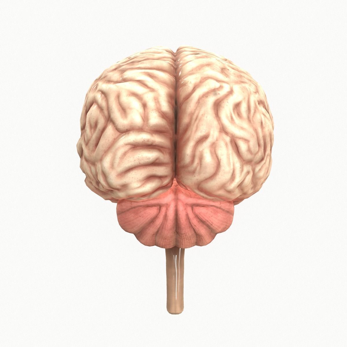Human Brain Low-poly 3D model_4