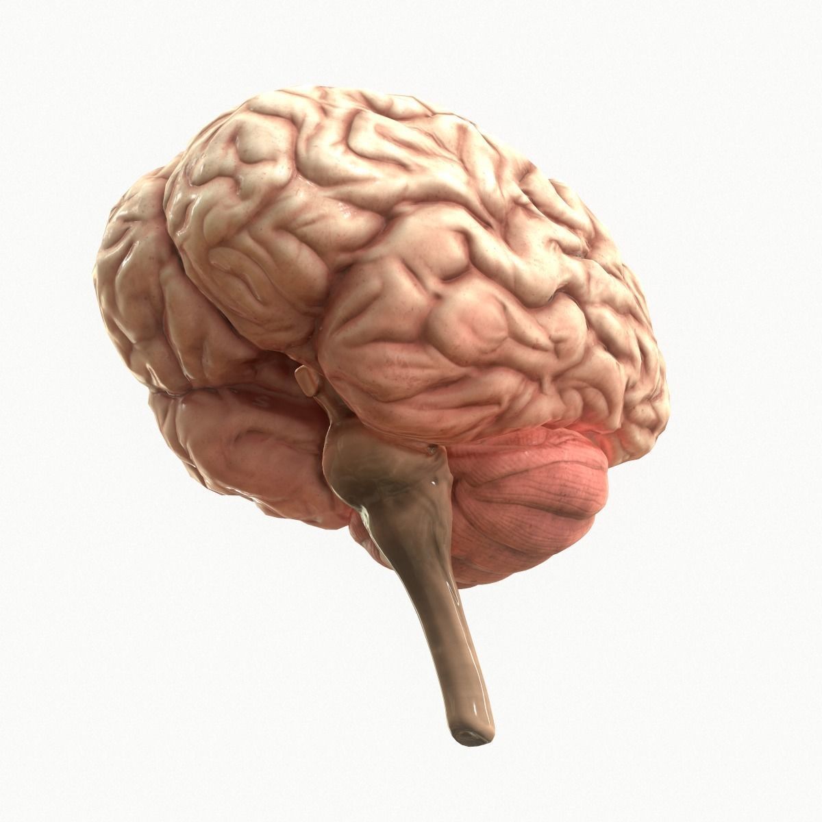 Human Brain Low-poly 3D model_1