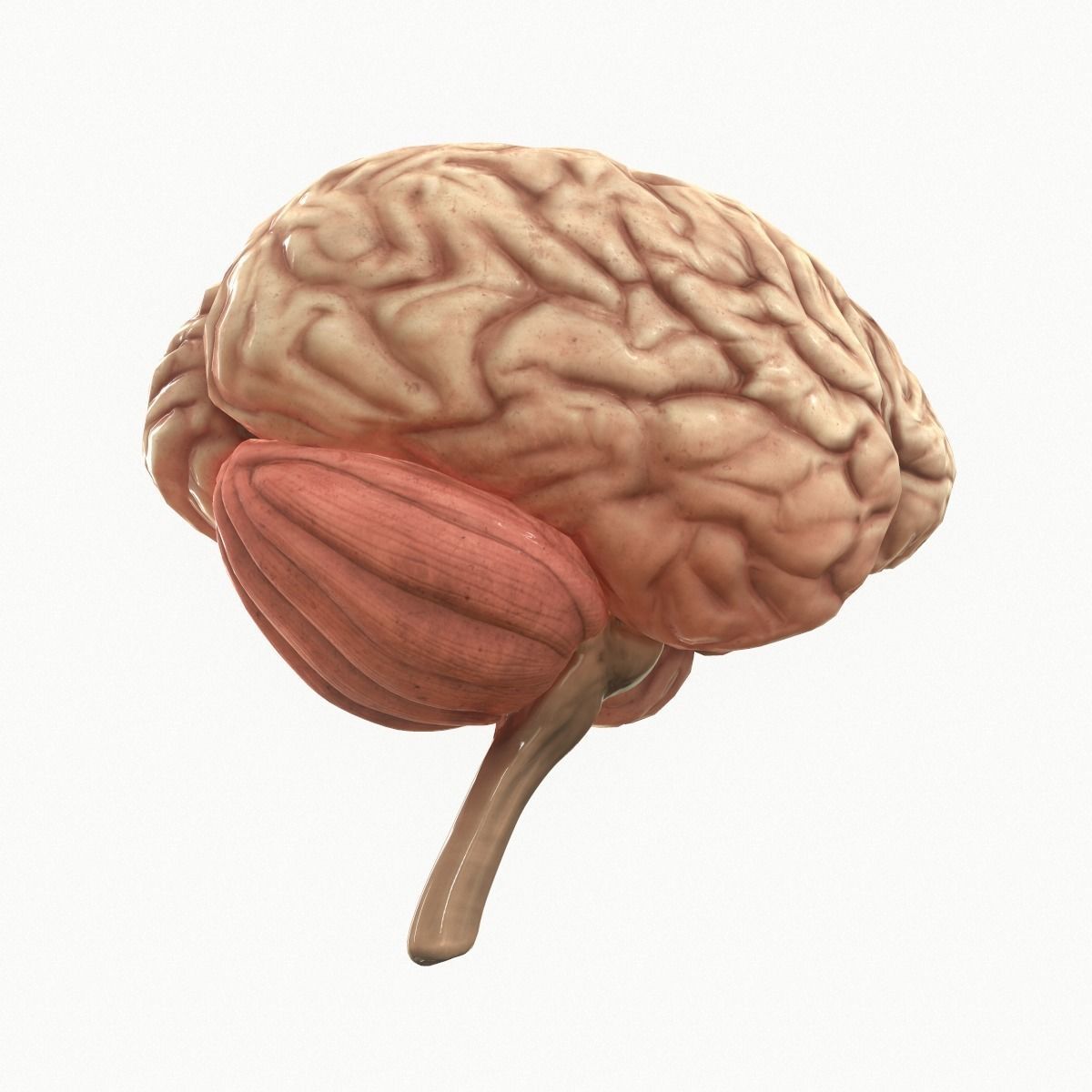 Human Brain Low-poly 3D model_7