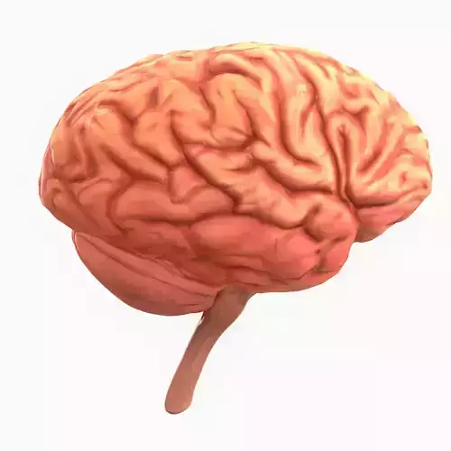 Human Brain