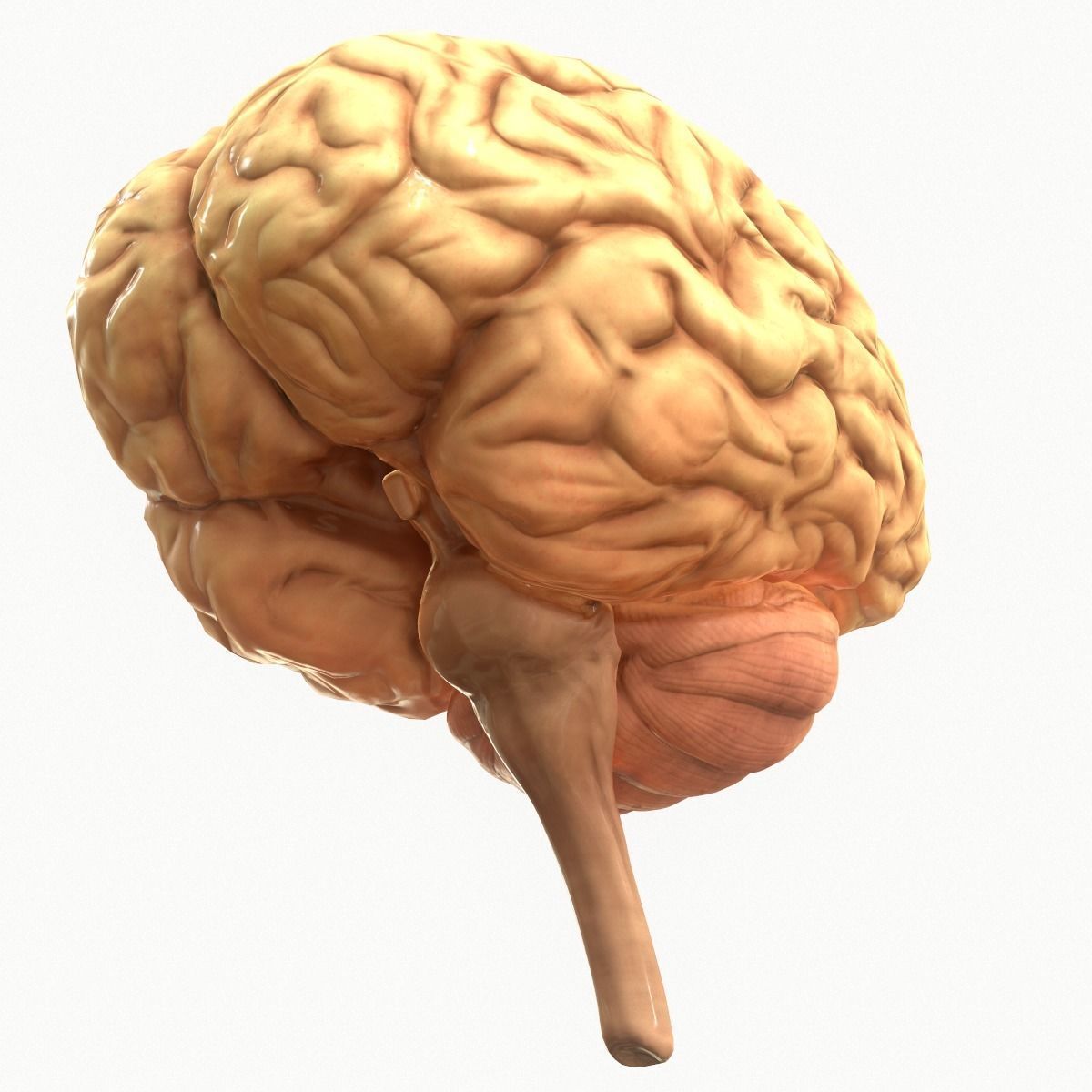 Human Brain Low-poly 3D model_4