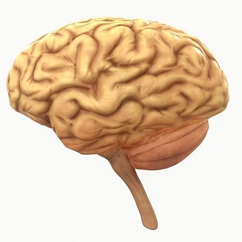 Human Brain Low-poly 3D model