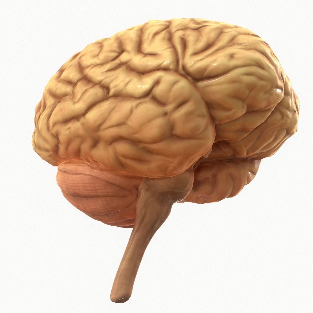 Human Brain Low-poly 3D model_5