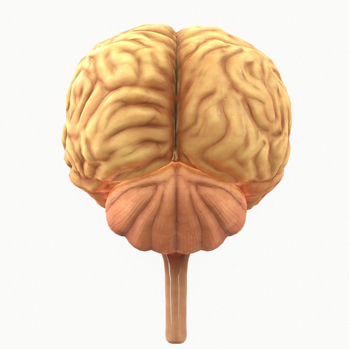 Human Brain Low-poly 3D model_3