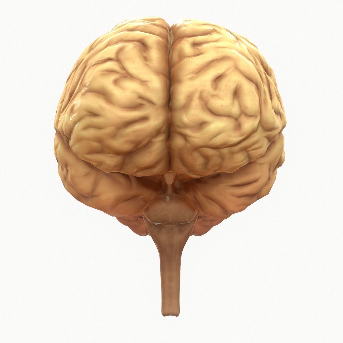 Human Brain Low-poly 3D model_2