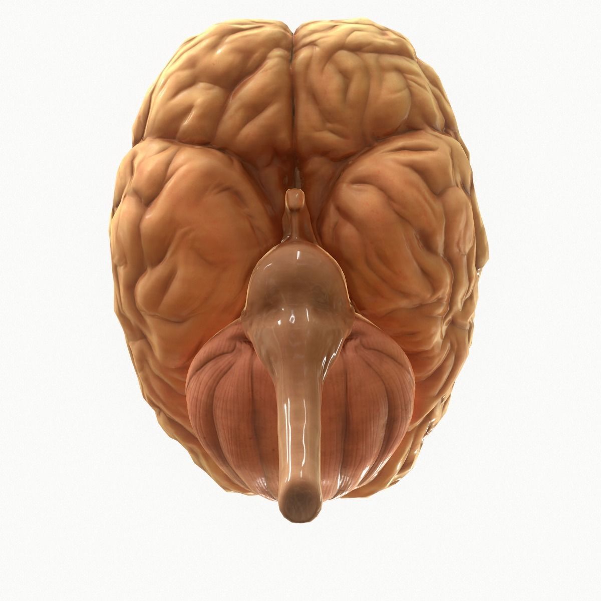 Human Brain Low-poly 3D model_7